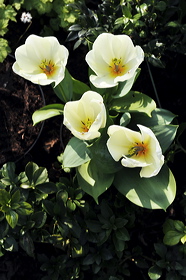 pv10_hd_0072_carole_2e5bf66