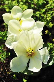 pv10_hd_0086_carole_2e5c028
