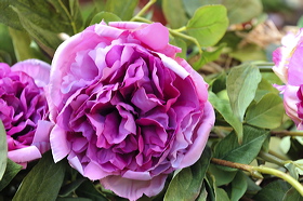pv10_hd_0126_carole_2e5c89d