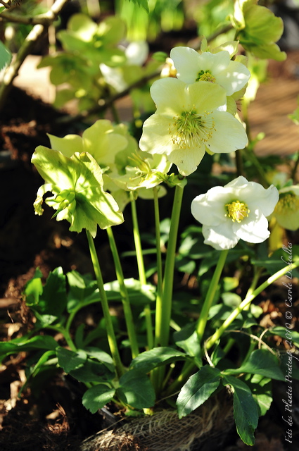 pv10_hd_0081_carole_2e5c088.jpg