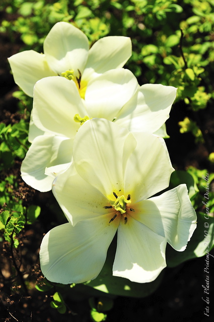pv10_hd_0086_carole_2e5c028.jpg