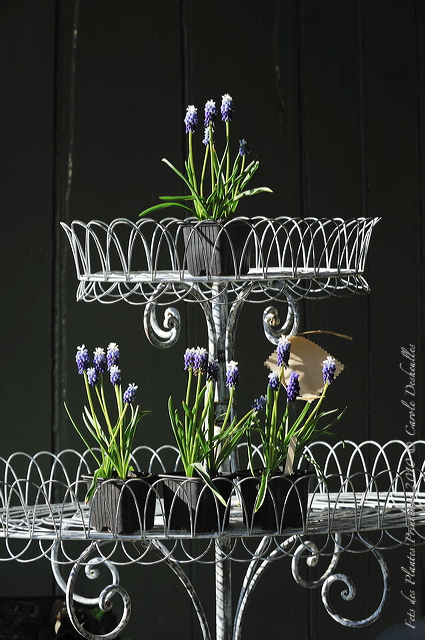pv10_hd_0131_carole_2e5c2f5.jpg
