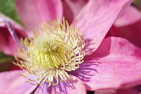 pv10_hd_0042_carole_2e5c23c
