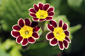 pv10_hd_0152_carole_2d313e2