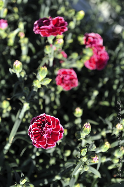 pv10_hd_0088_carole_2e5c5d4.jpg