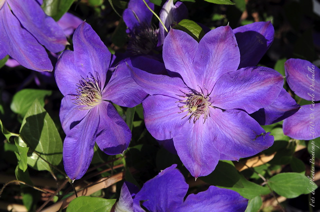 pv10_hd_0187_carole_2e5ce44.jpg