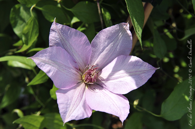 pv10_hd_0286_carole_2e5ce46.jpg