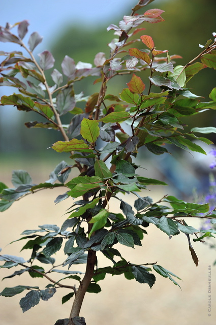 fl10_hd_033_caroled_4477c40.jpg