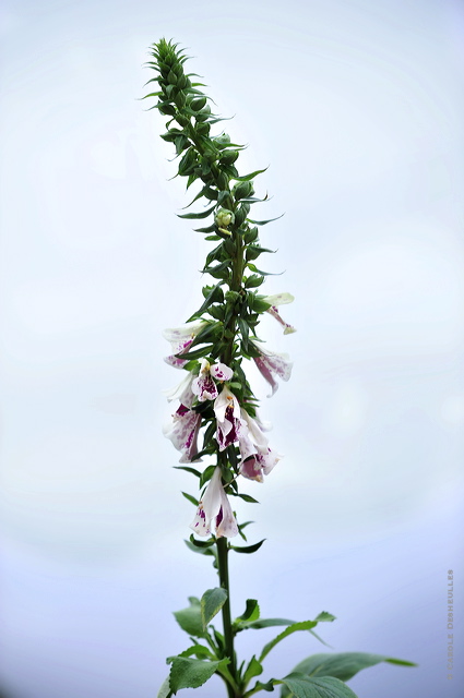 fl10_hd_038_caroled_4477c66.jpg
