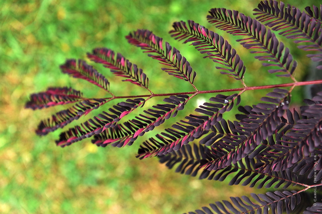 fl10_hd_212_caroled_45ad21b.jpg