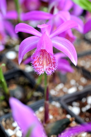 fv11_hd_008_caroled_53ec422