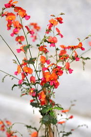 fv11_hd_010_caroled_53ec3e7