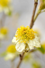 fv11_hd_013_caroled_53ec42a
