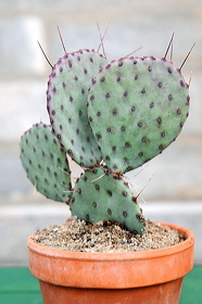 fv11_hd_022_caroled_5655f48