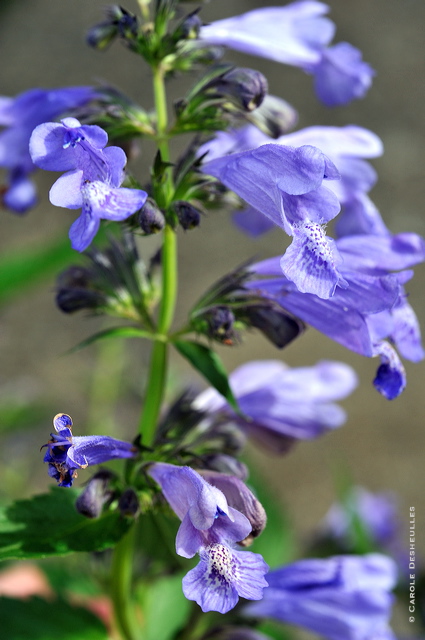fv11_hd_004_caroled_53ec42e.jpg