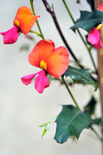 fv11_hd_011_caroled_53ec4a9.jpg
