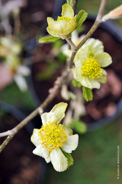 fv11_hd_026_caroled_56552cb.jpg